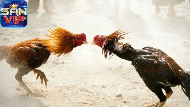 sanh-da-ga-cock-fighting:-cac-loai-hinh-da-ga-pho-bien